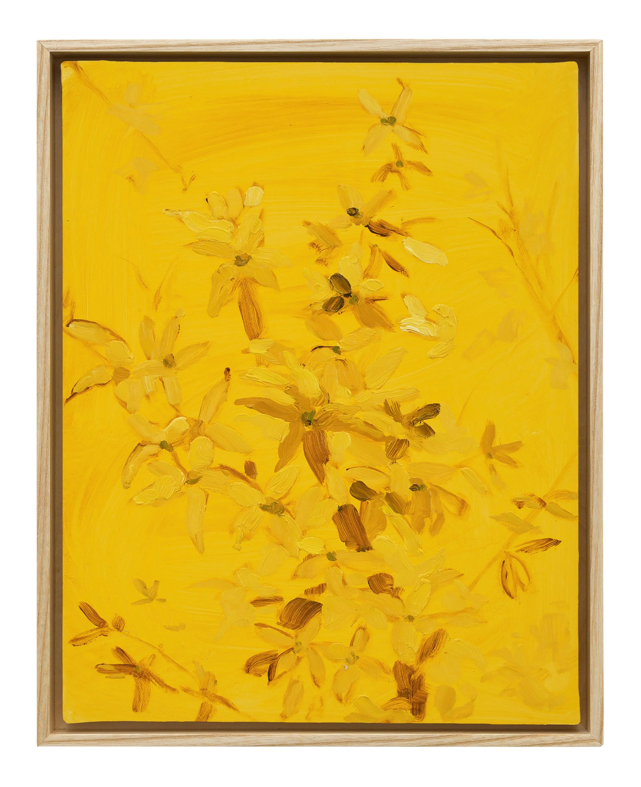 Forsythia, 2026