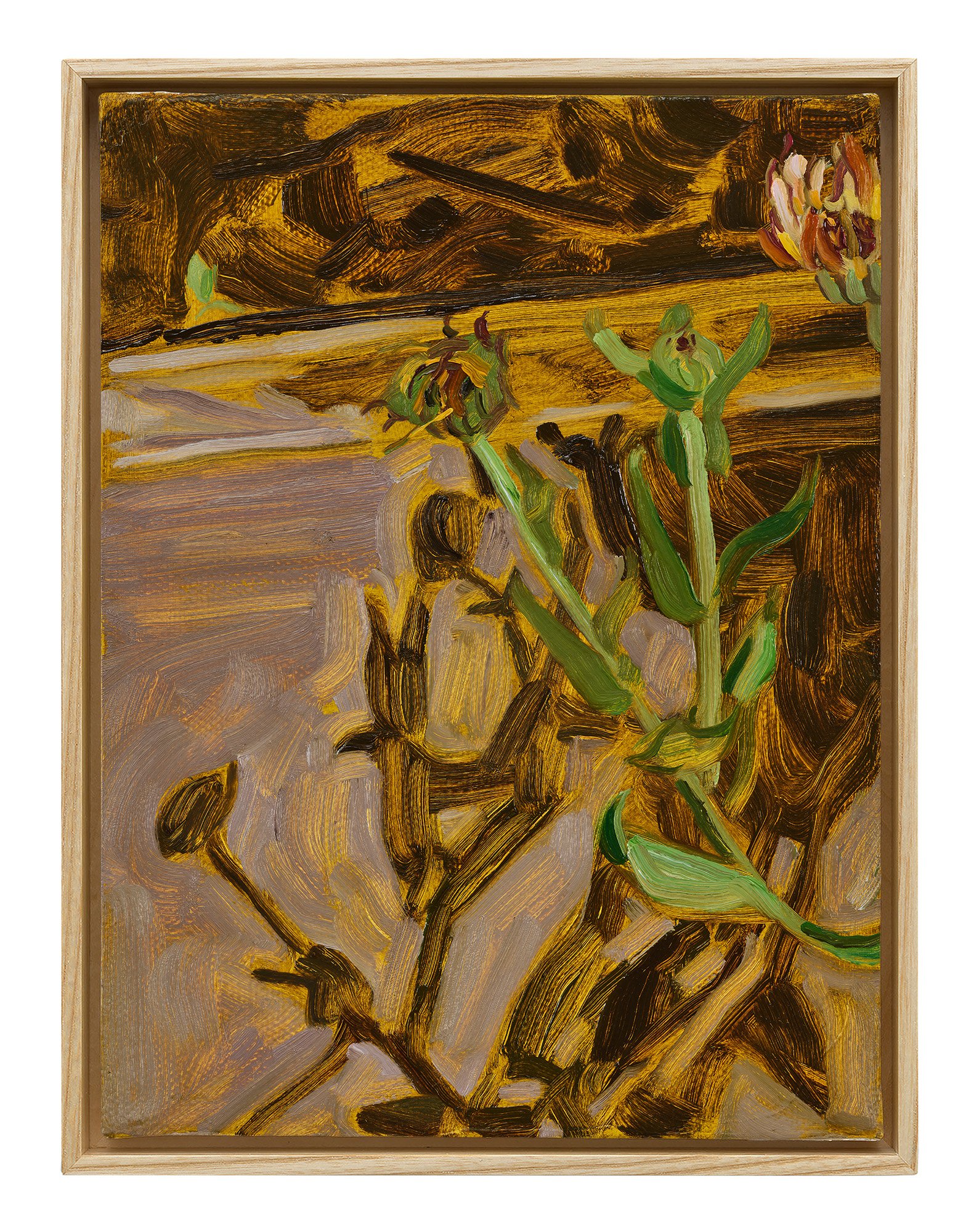 Calendula Shadow, 2026
