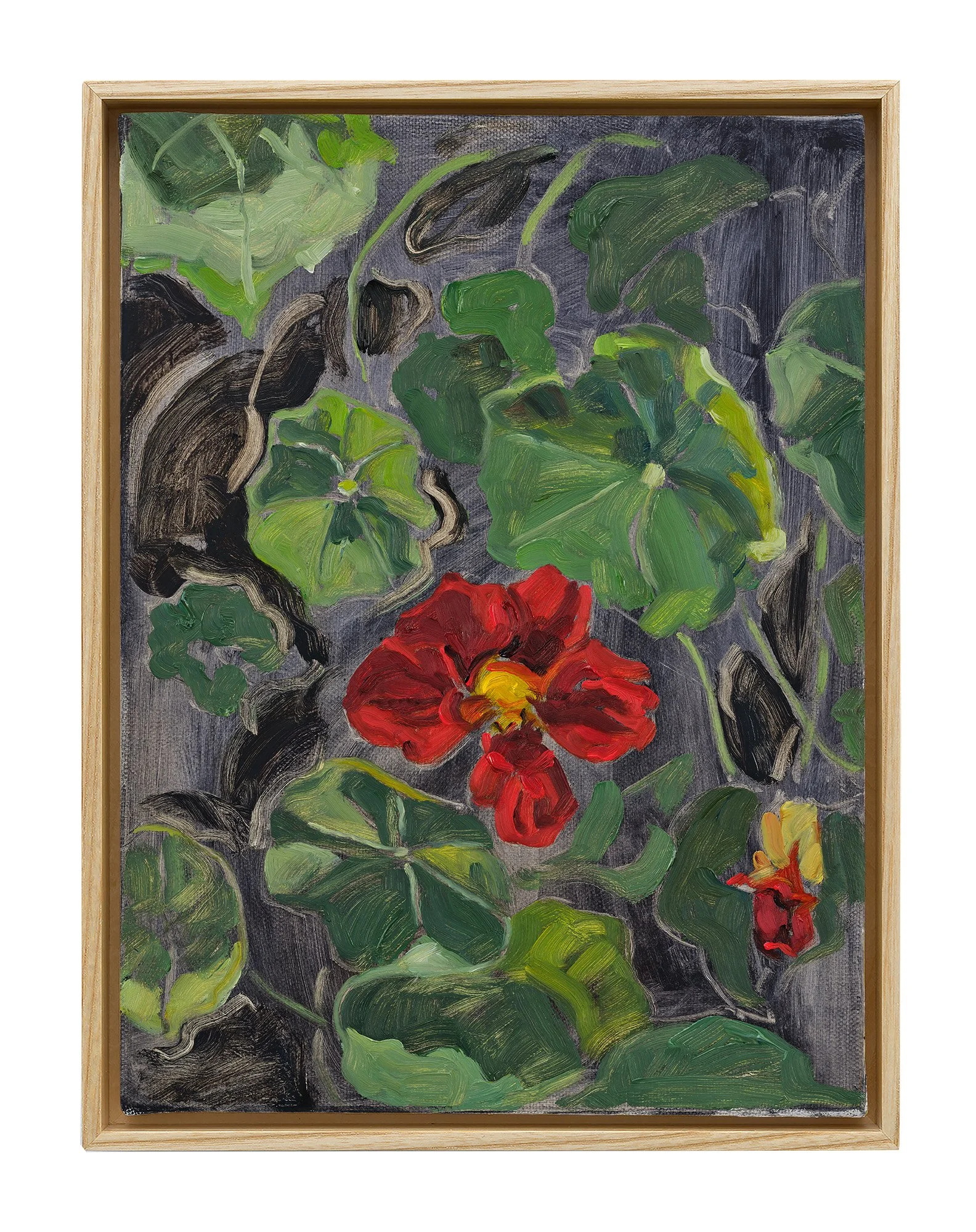 Midnight Nasturtium, 2026