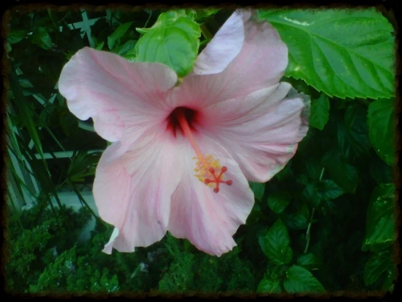 SC flower.jpg