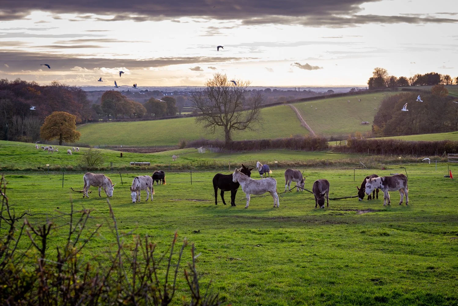Ashby De La Zouch - Alpacca Farm