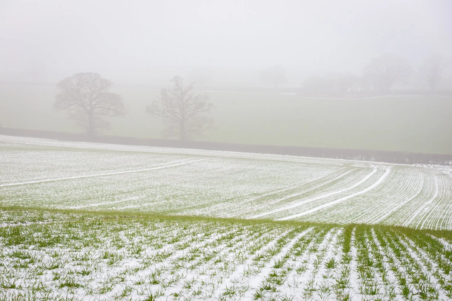 Peckleton Misty Field