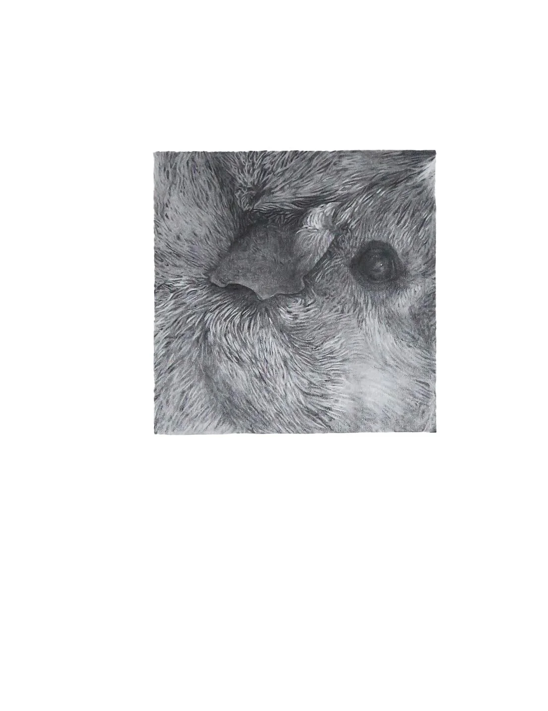  Pip Pip | 2020 | graphite on paper | 11"x14" 