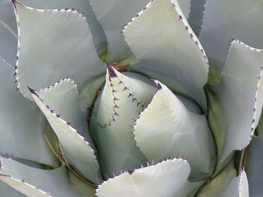 cactus close.jpg