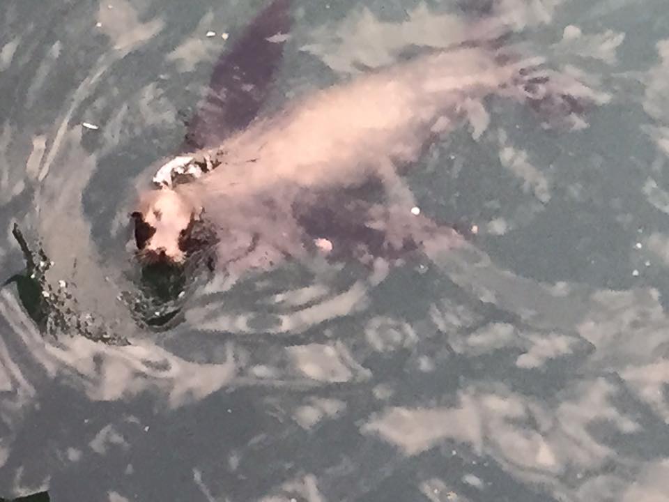 Sharks!