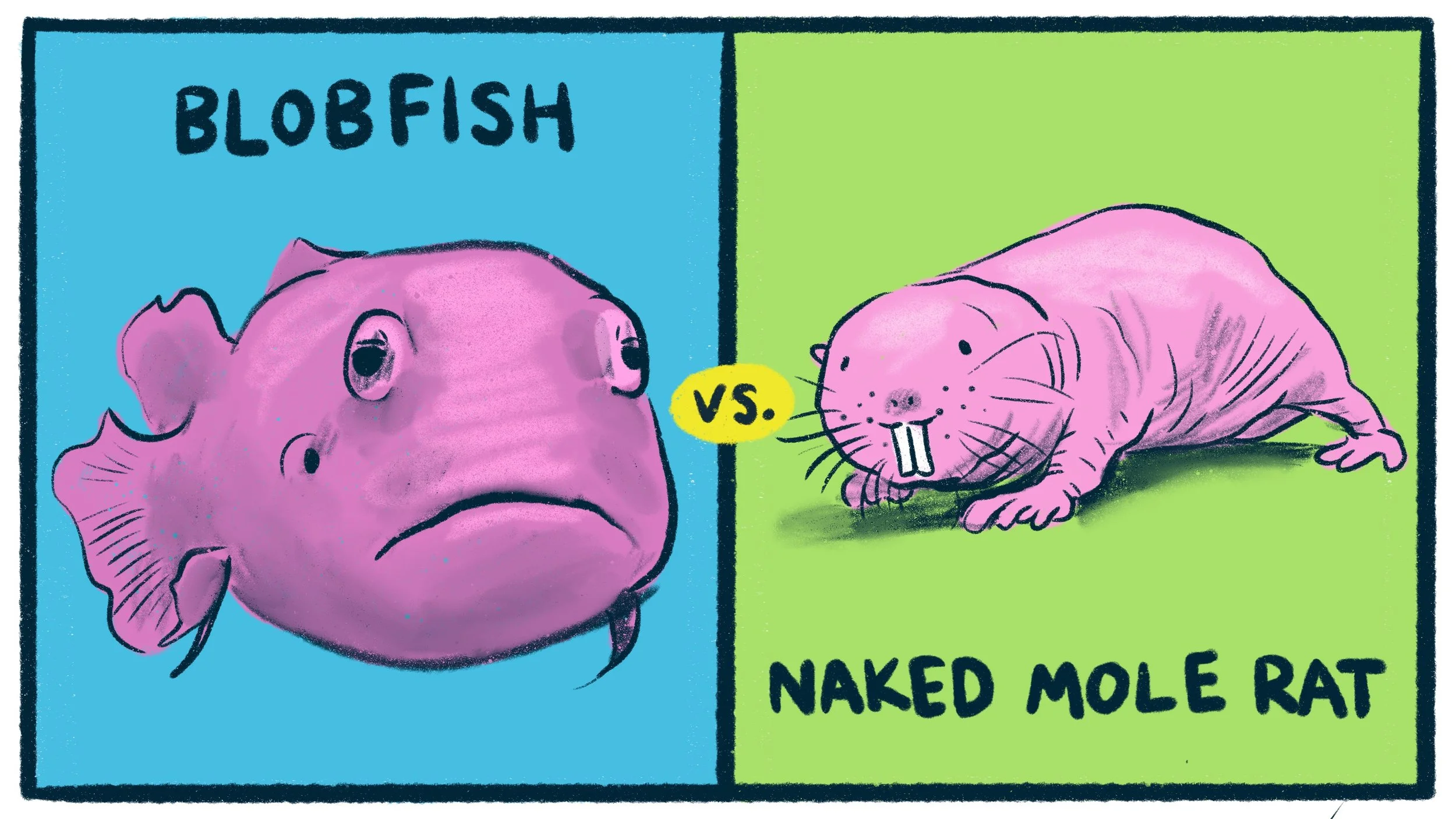 Blobfish_Vs._Naked_Mole_Rat 3.jpg