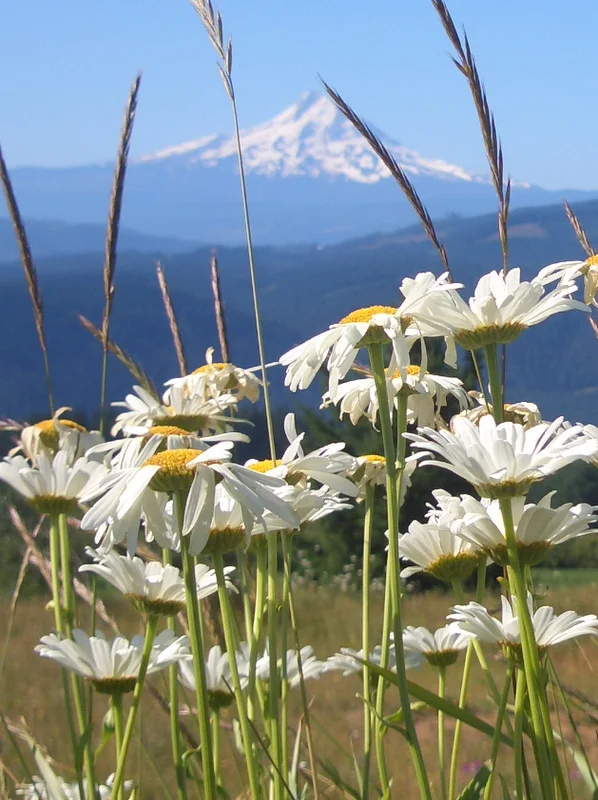 photo of daisies and mountain_2.jpeg