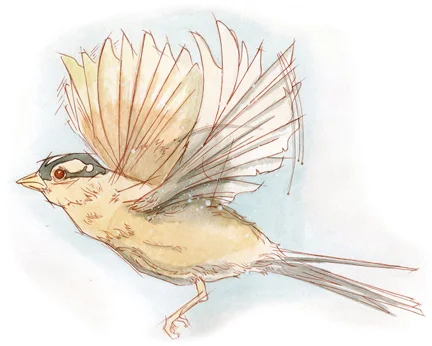 bird001.jpg