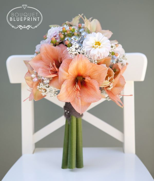 Amaryllis