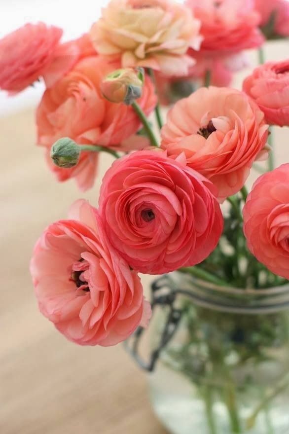 Ranunculus