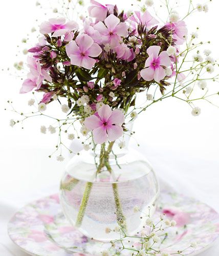 Phlox