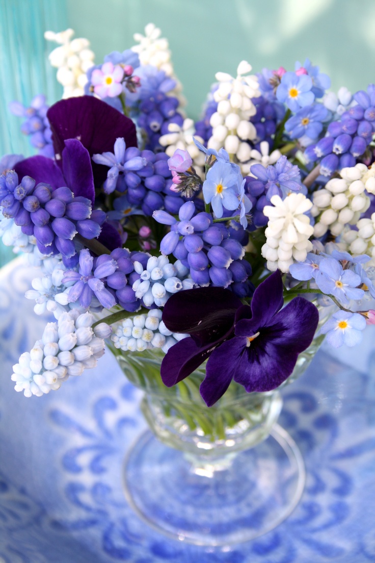 Grape Hyacinth