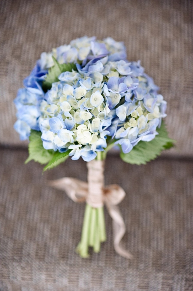 Hydrangea