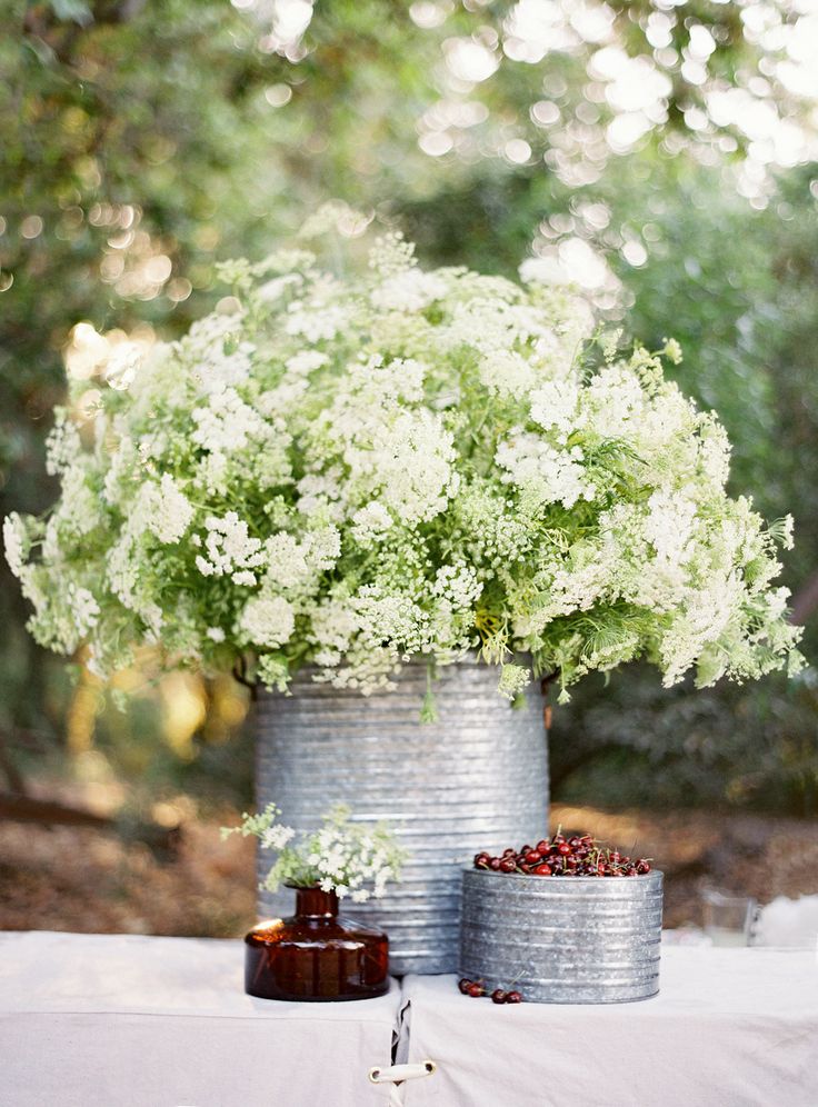 Queen Anne's Lace