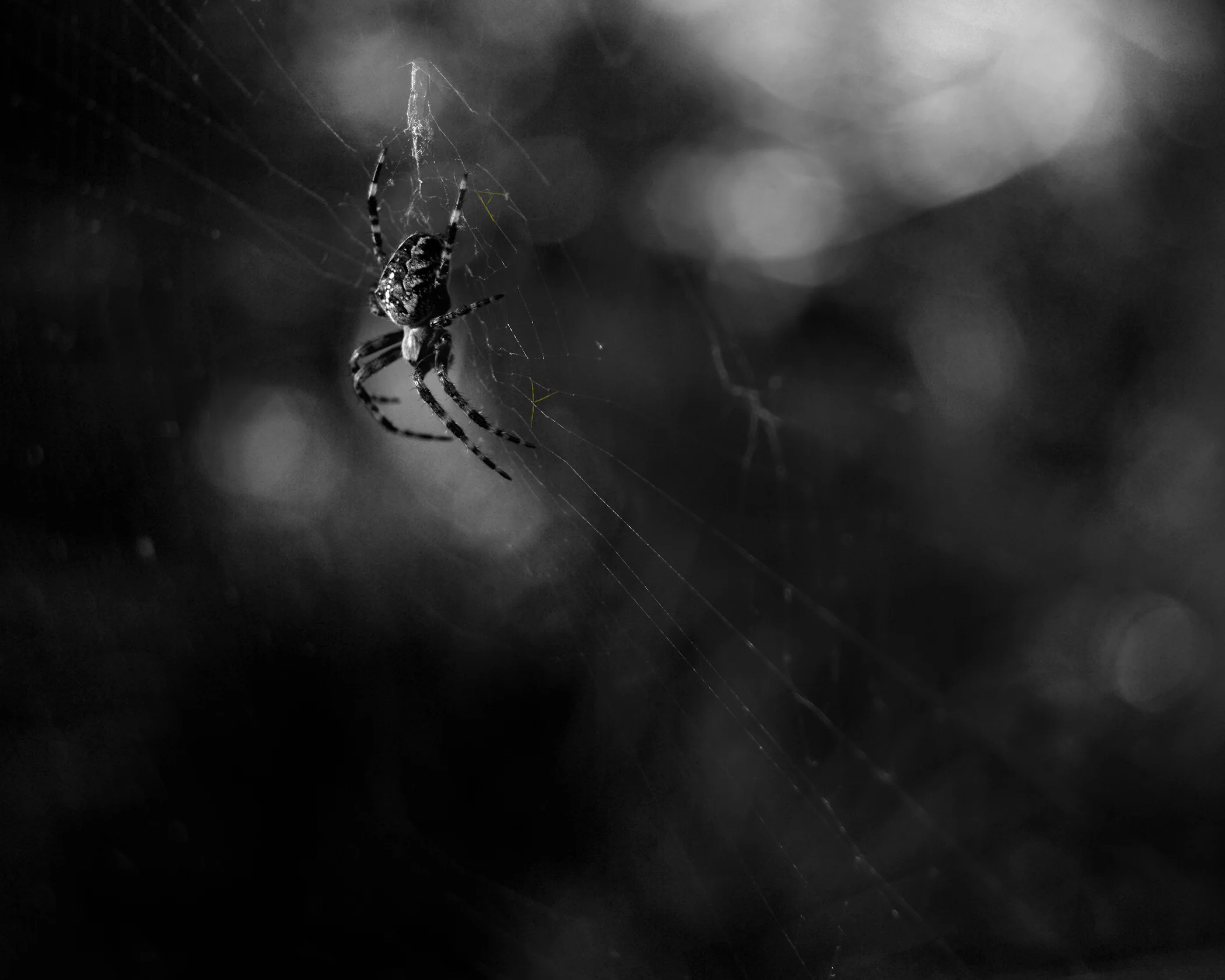 "Lindsey found a gold spider in the yard with letters worked in the web." William James Clark diary September 16, 1896
