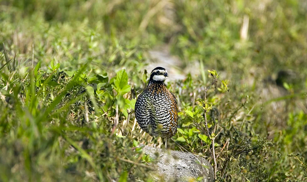 oklahoma_quail.png