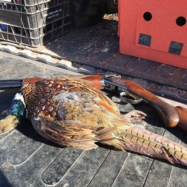 Rooster!! Yes, there are pheasant in Oklahoma! 🙌😊 Huge thanks to the Cooper family for the invite! #greattimes #pheasanthunting #pheasantsforever #quailforever