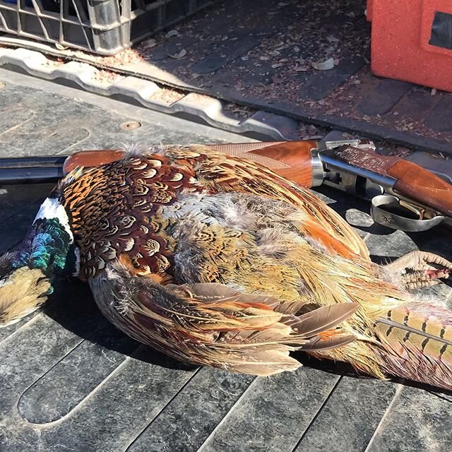 Anyone getting out for the last day of OK Pheasant Season?! #pheasanthunting #pheasantsforever