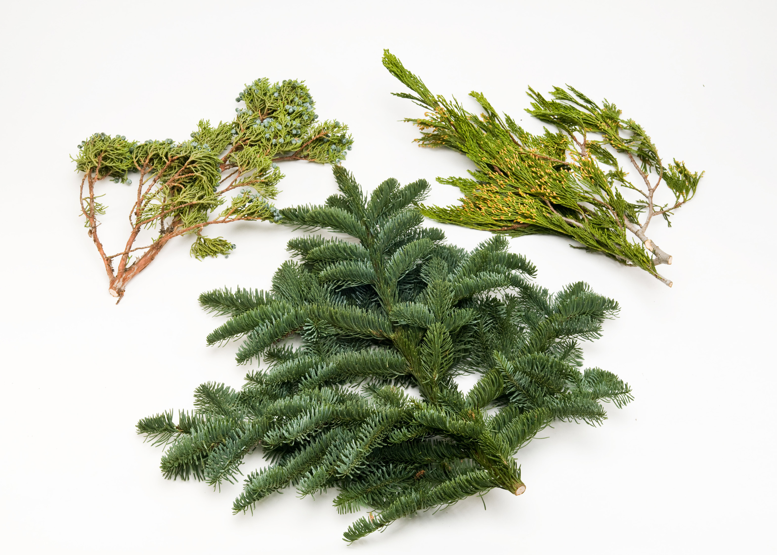 Juniper Incense Cedar and Noble fir