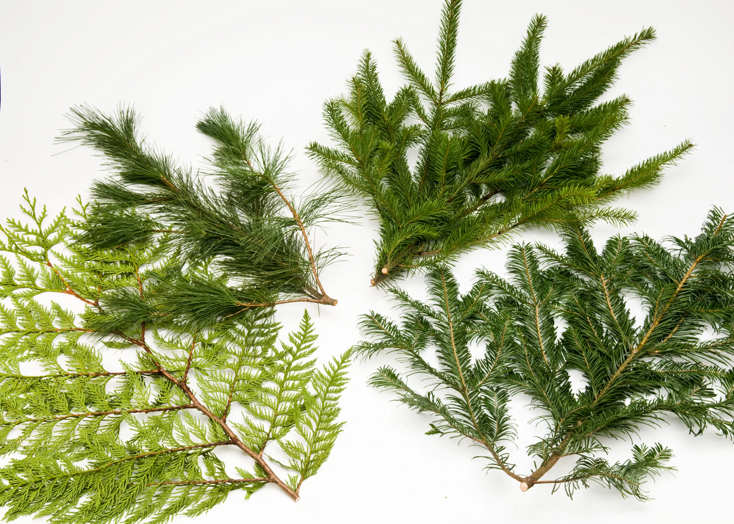 Princess Pine, Douglas Fir, Silver Fir and Red Cedar