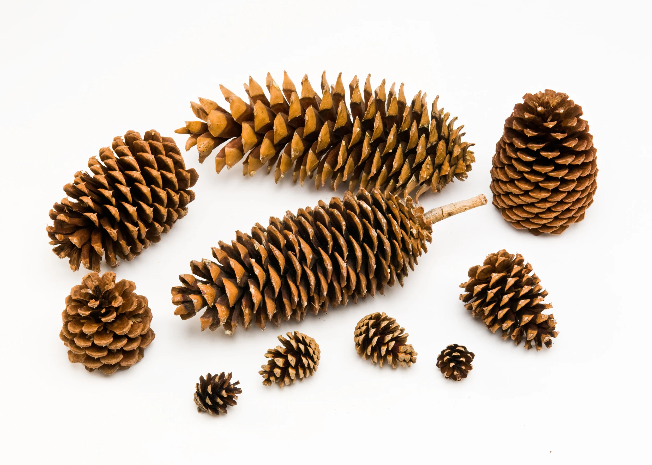 Assorted Cones: Ponderosa, Lodgepole, Sugar and Jeffrey