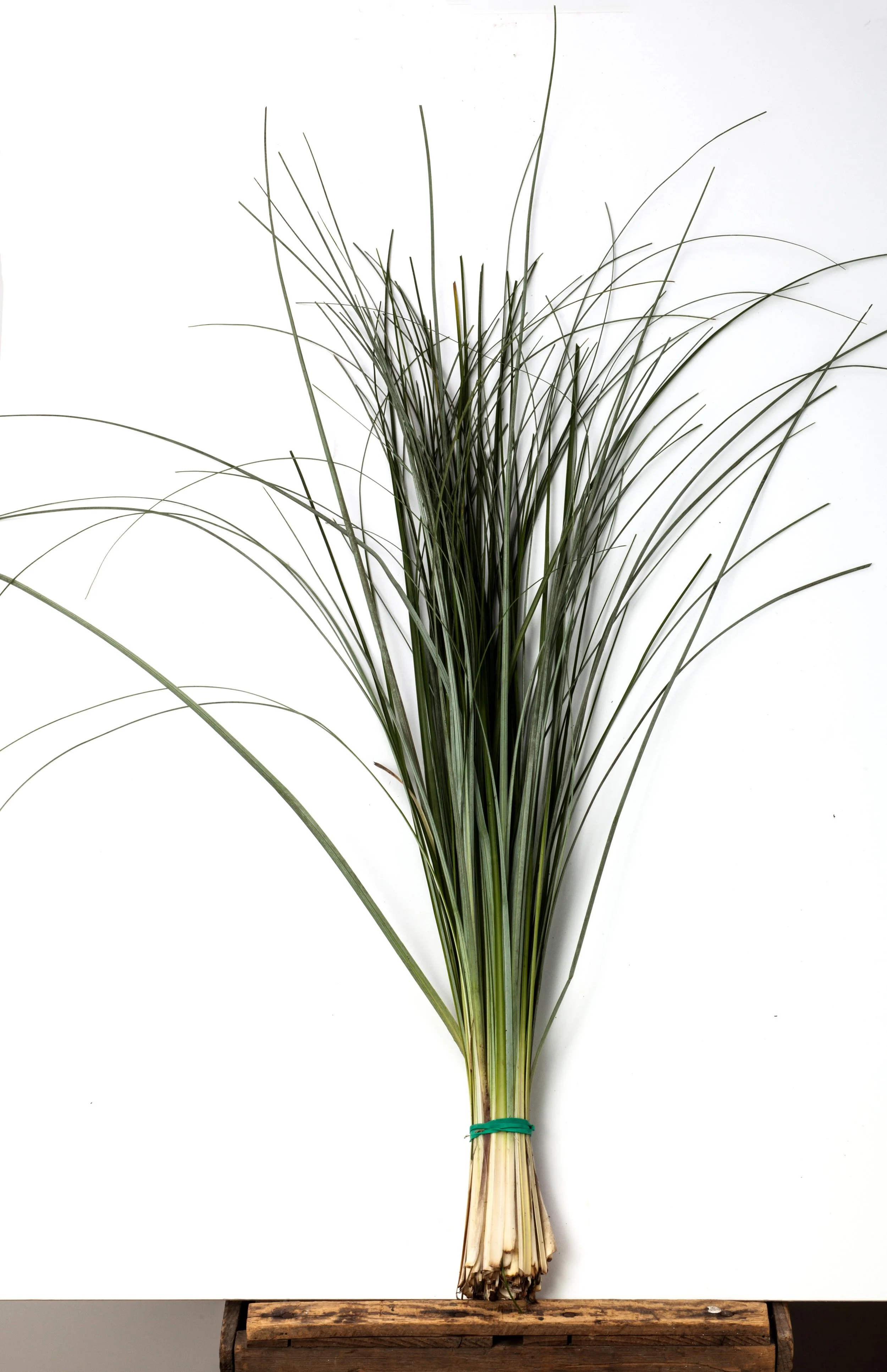 Beargrass
