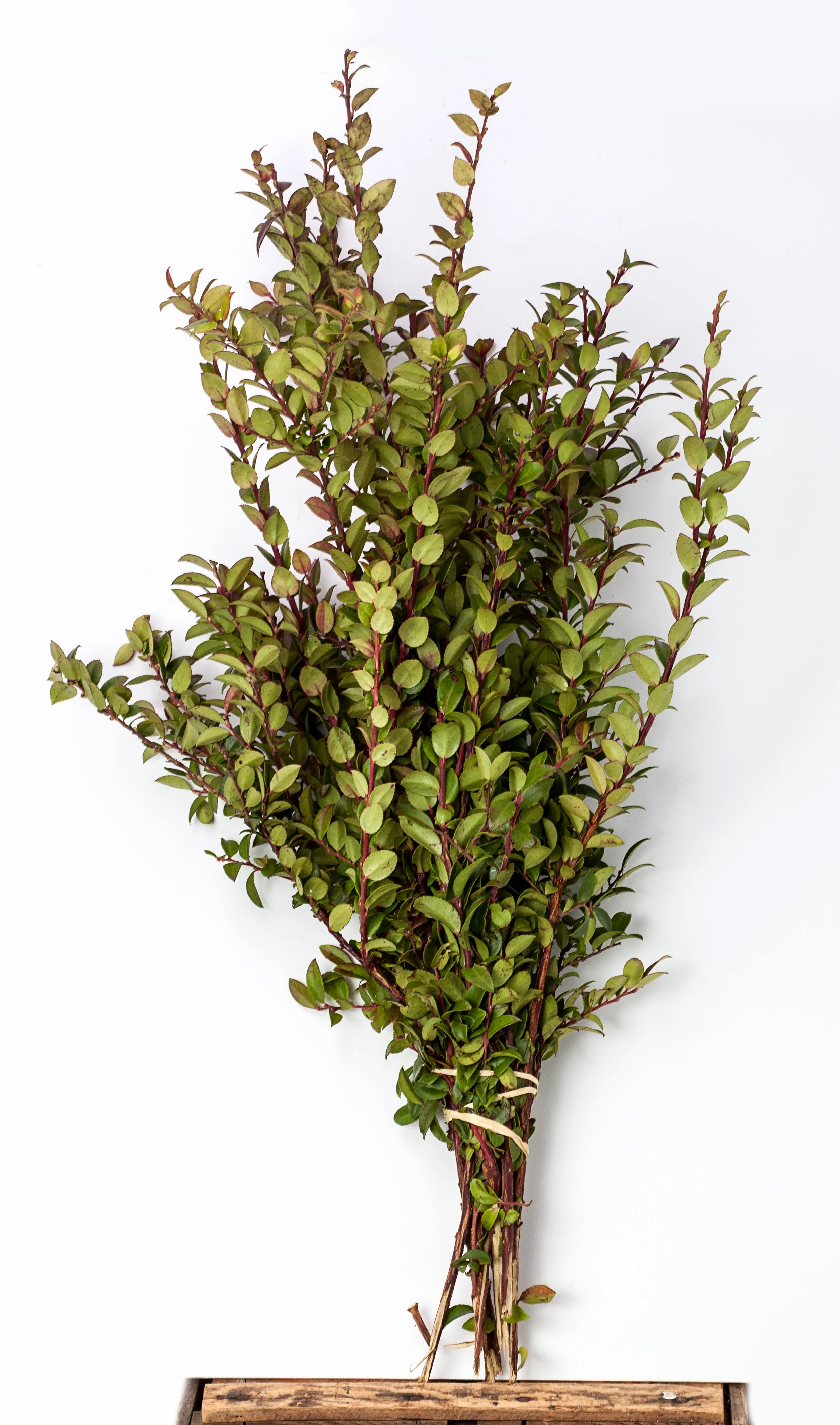 Red Huck