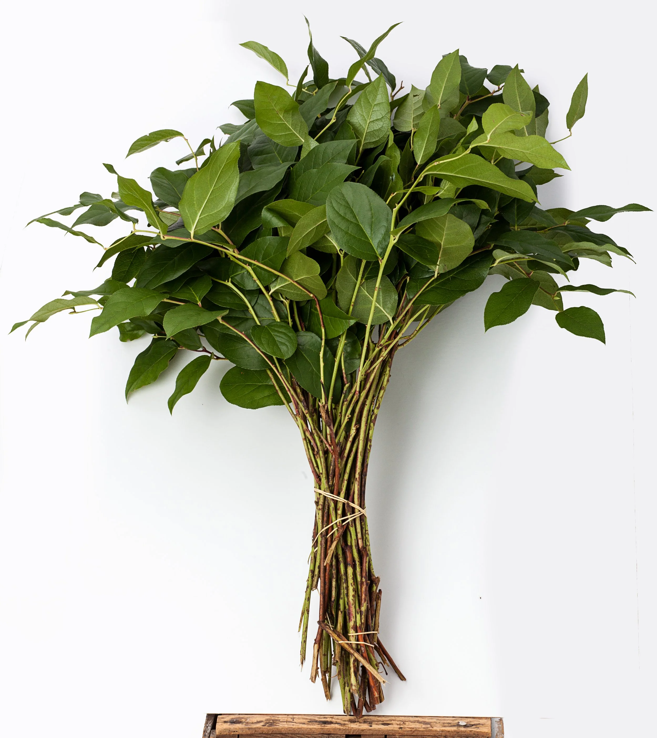 Salal Long