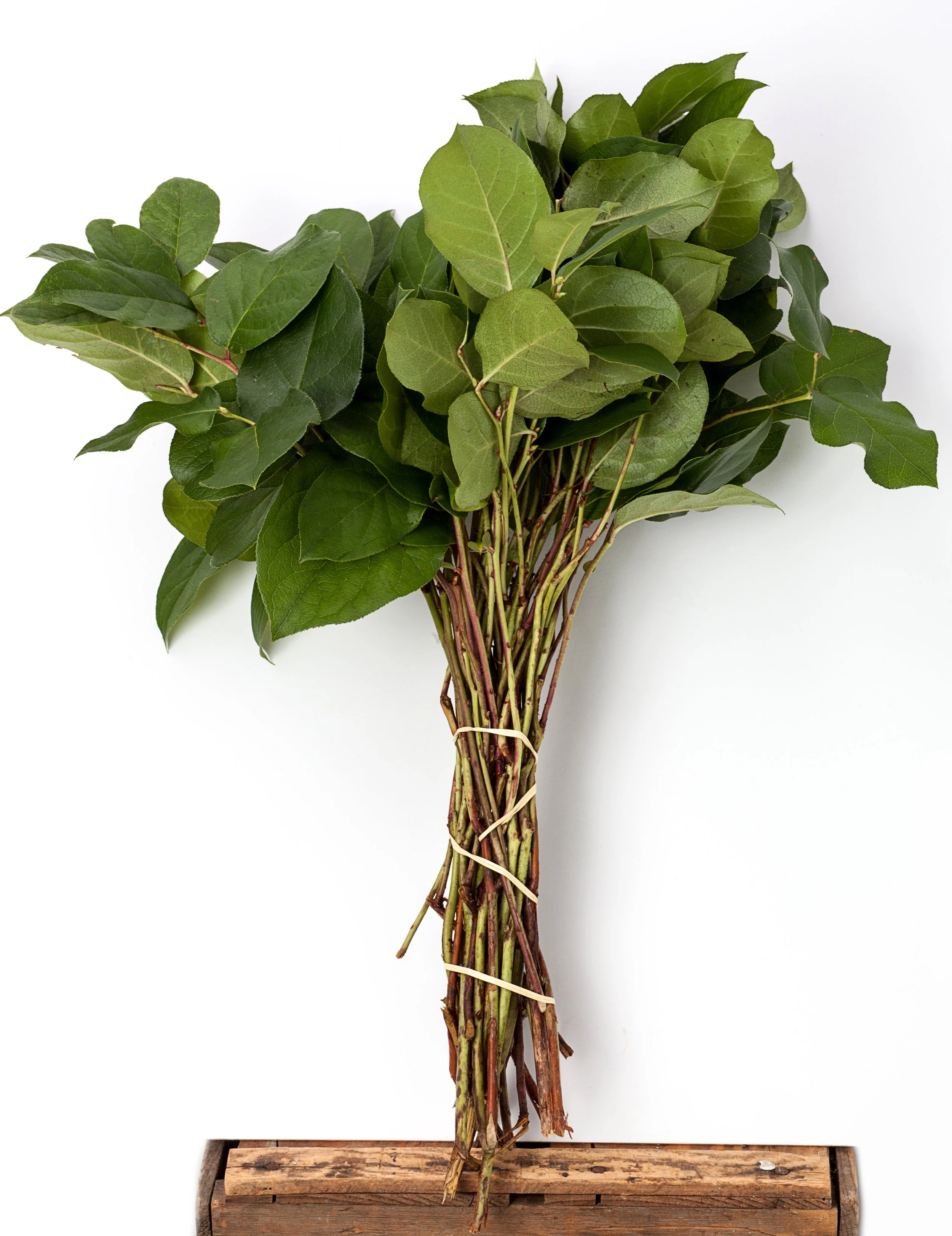 Salal Tips