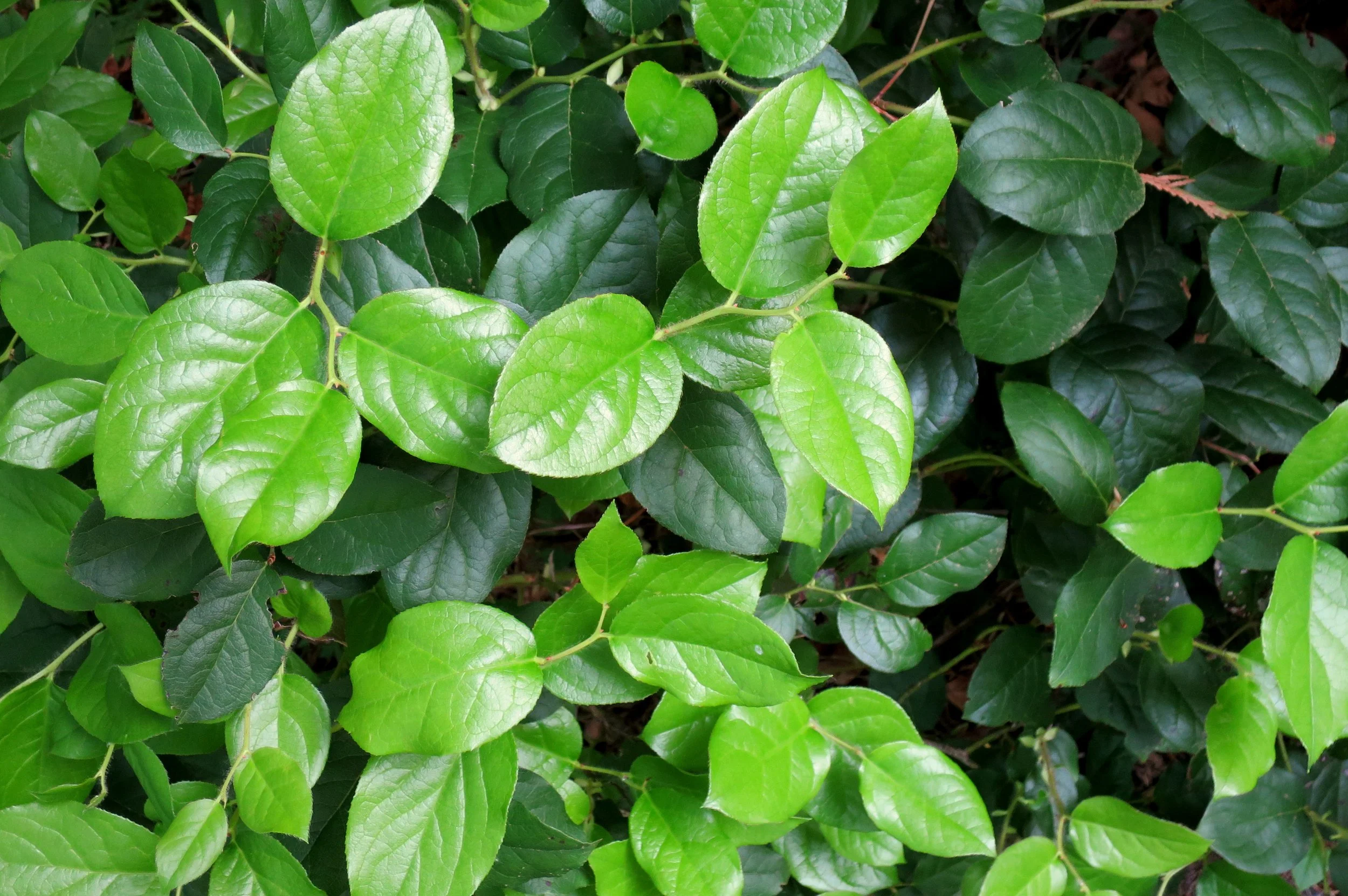 Salal Closeup