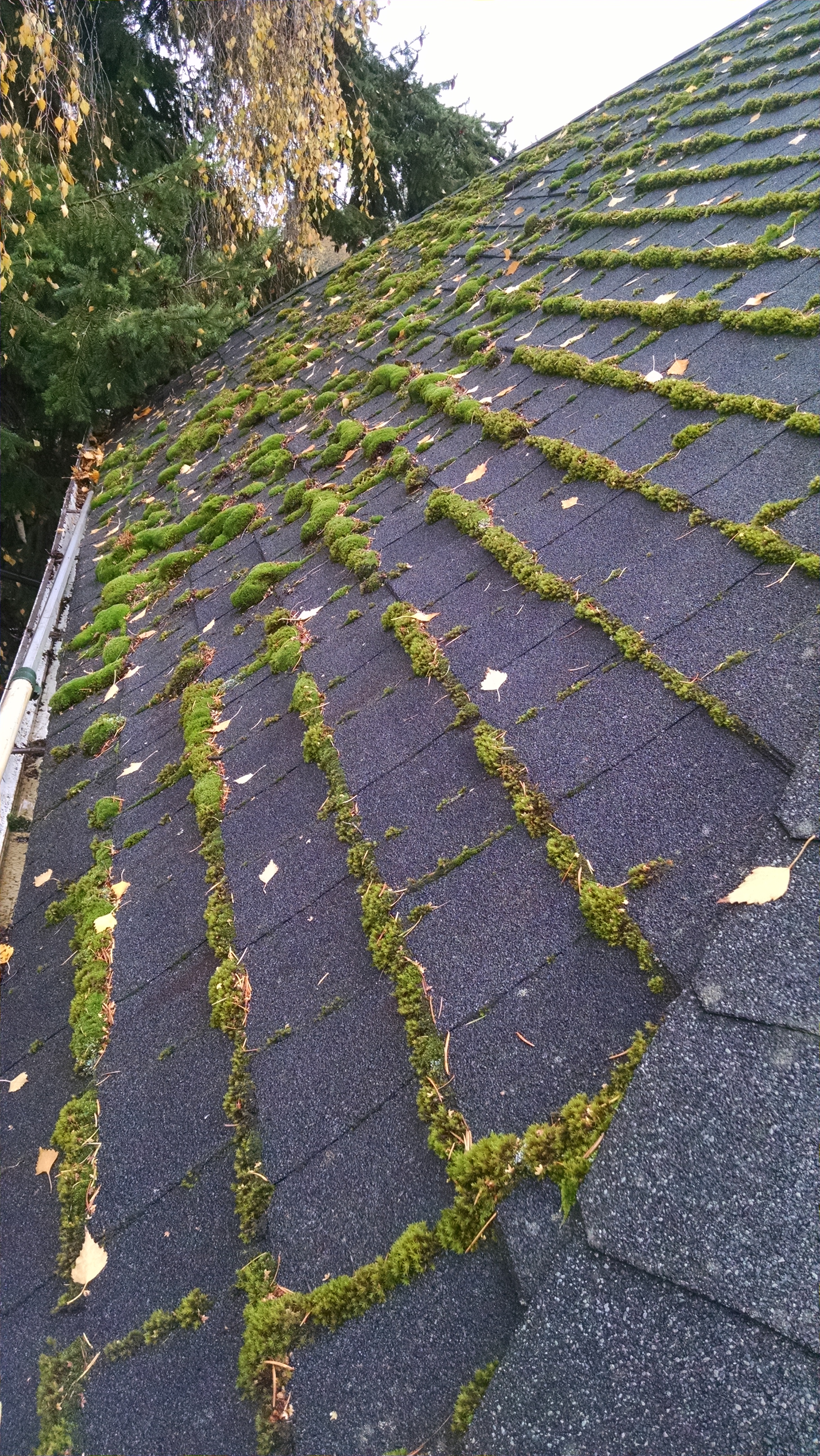 Portland Moss and Roof Cleaning (1).jpg