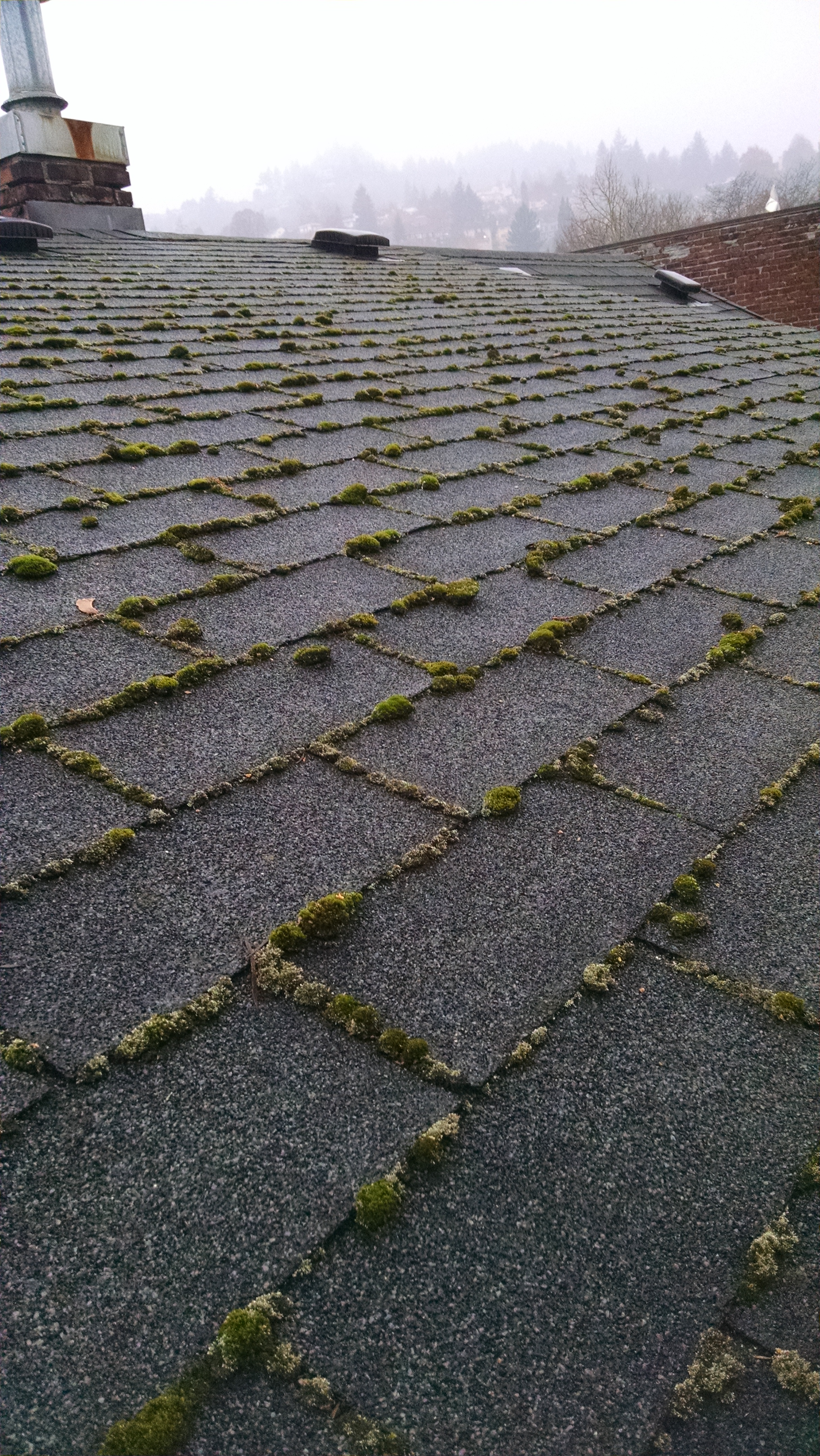Moss Removal and Roof Cleaning Portland.jpg