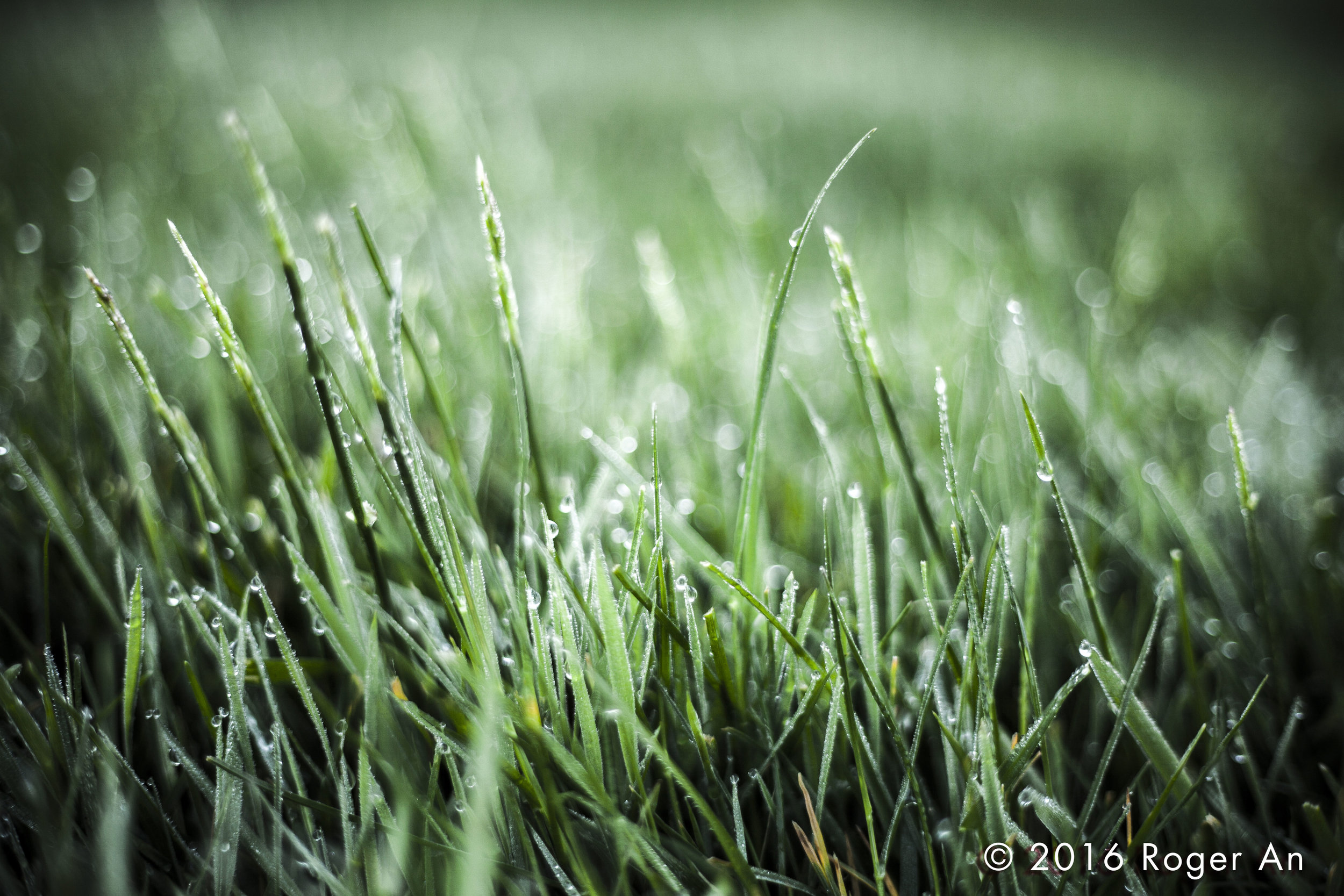 Morning dew on grassy lawn