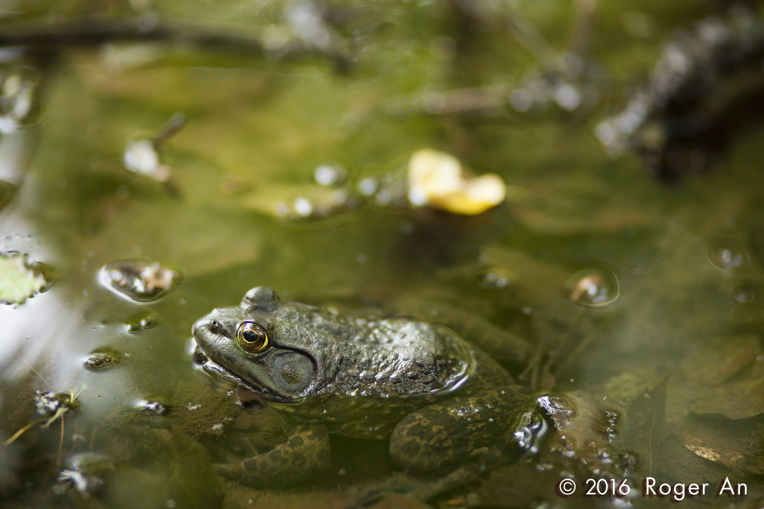 American Bullfrog Relaxing in Flat Rock Brook