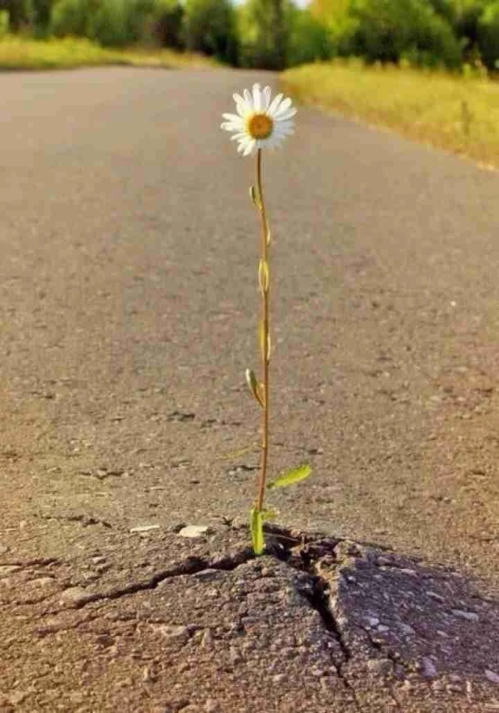 via fundir.org