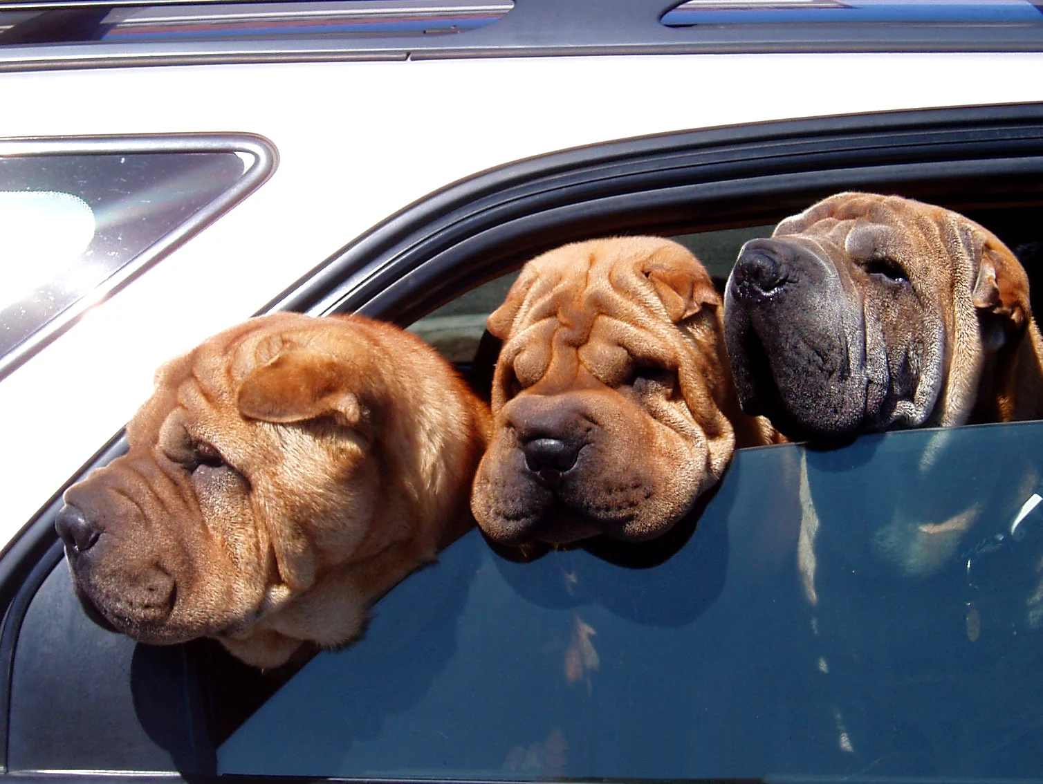 Bill on animals locked in cars gaining traction in Washington state