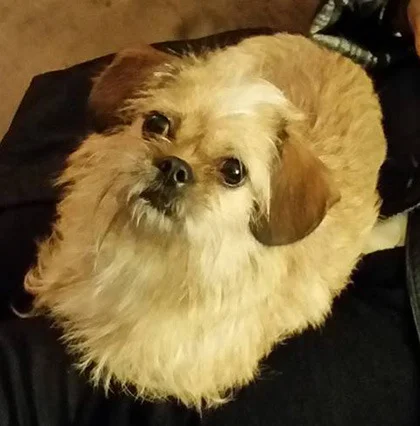 Protecting animals, prosecuting abusers approved in Senate