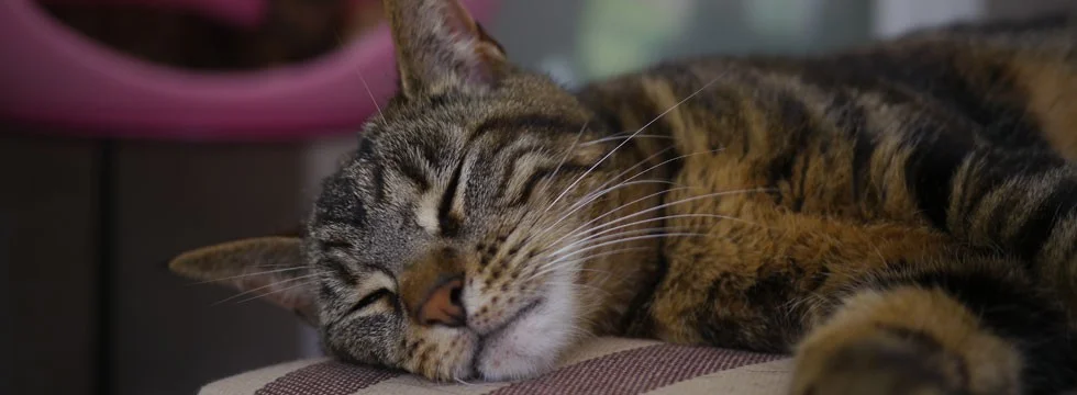 Auburn Valley Humane Society