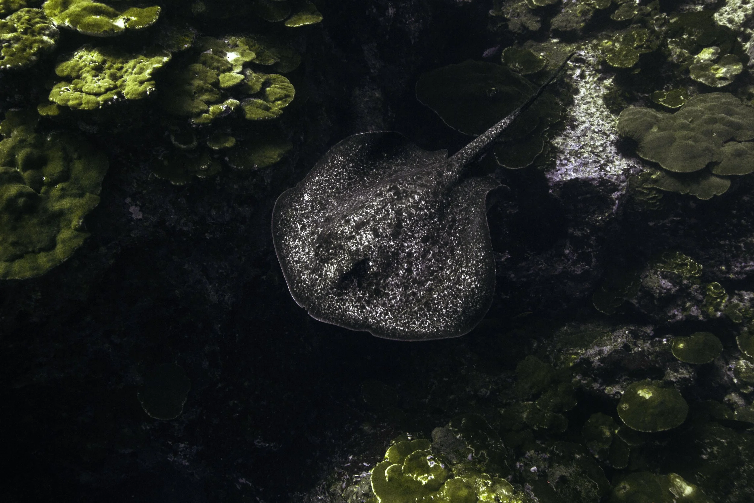 MU4A5239-3.jpg
