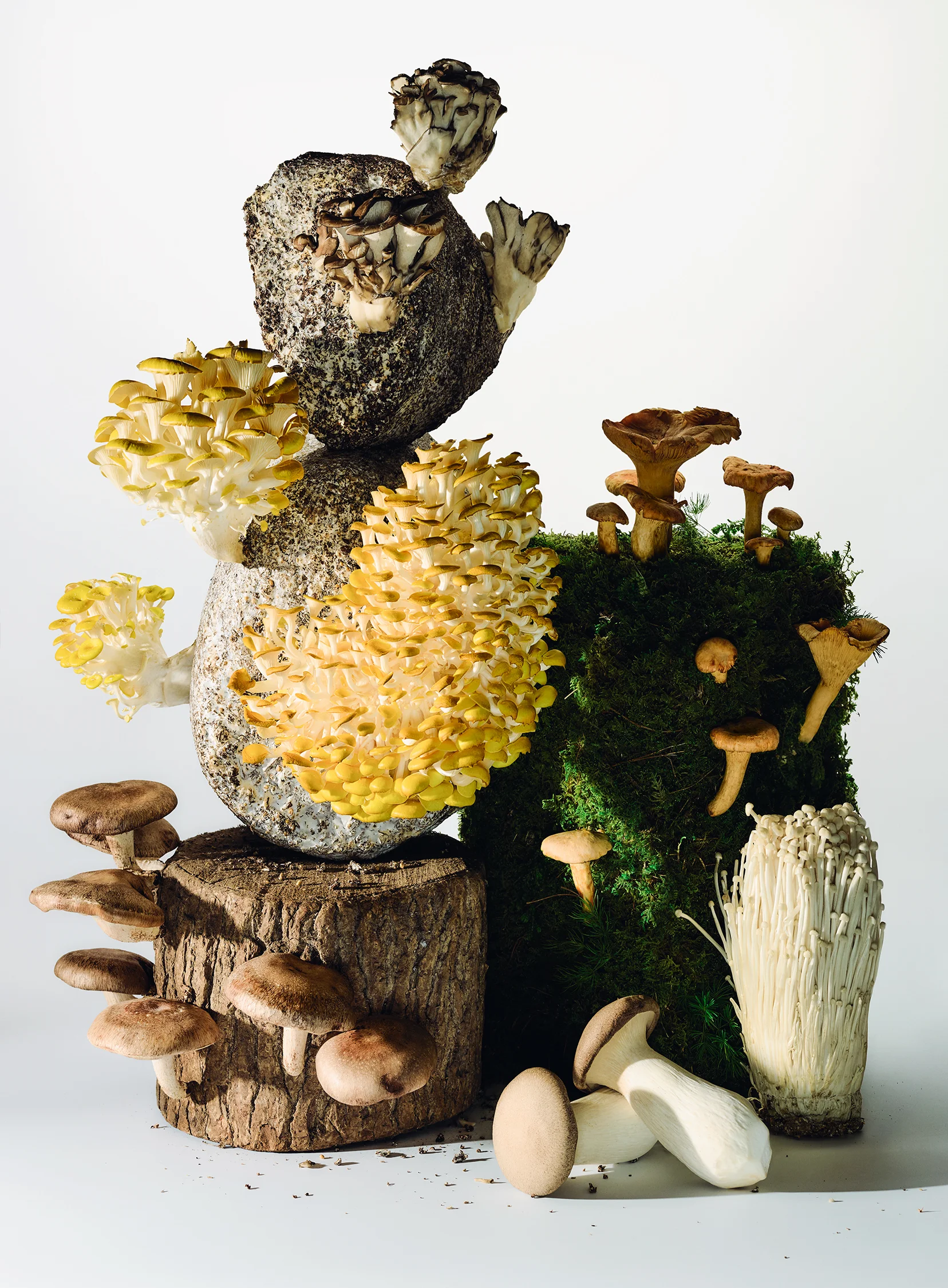WH1017EAT_MUSHROOM01.jpg