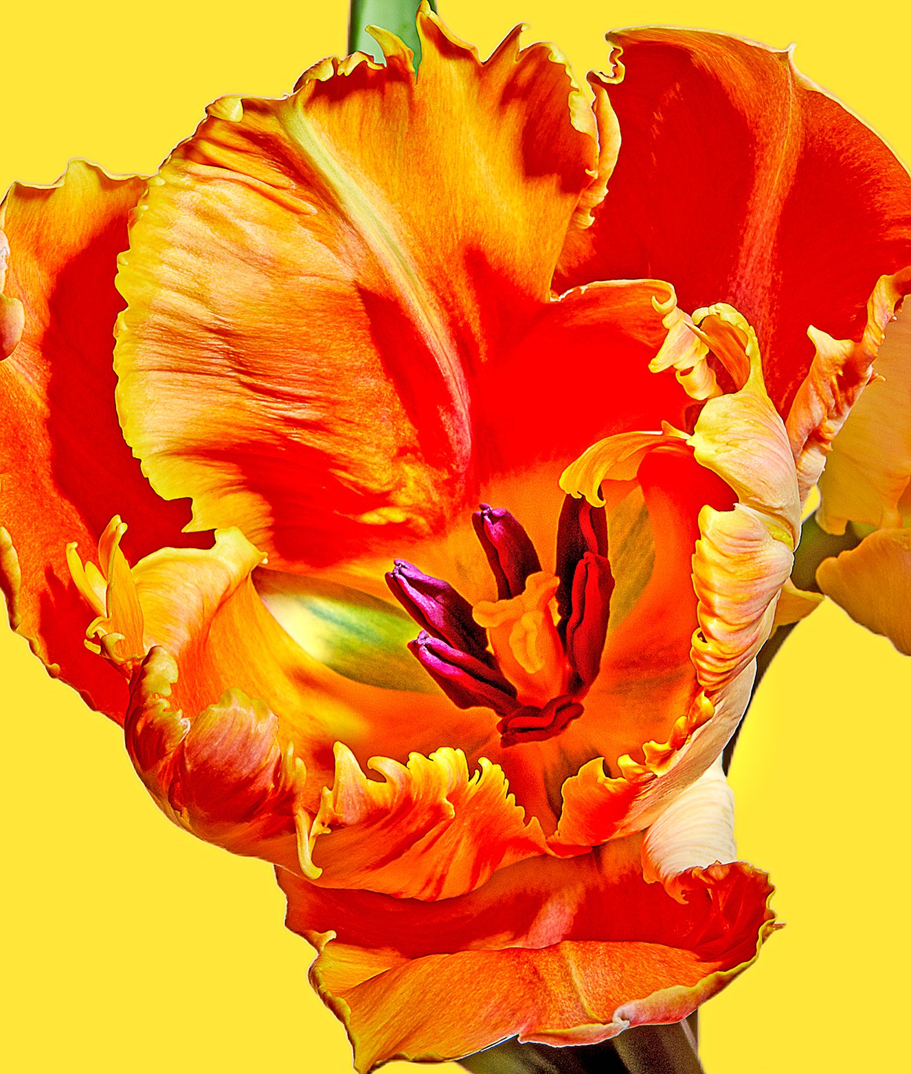 WHL-FLOWERS2-196D.jpg