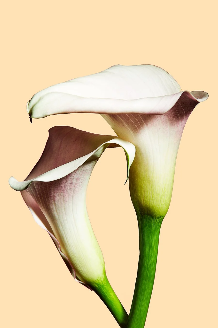 WHL-FLOWERS3-211C.jpg