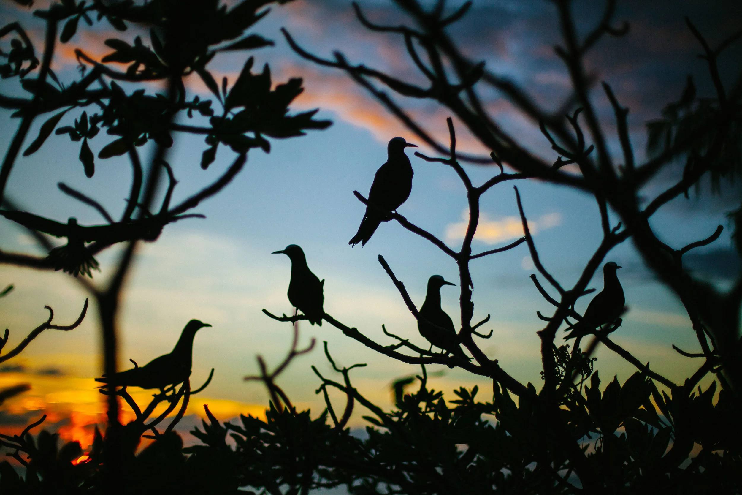 Australian Geographic Adventures - Lady Elliot Island