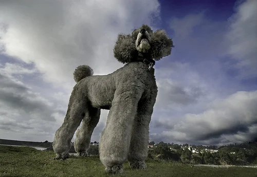  with apologies to the noble Poodle breed...