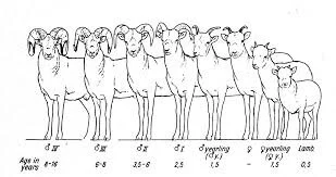 Image via  State of Wyoming Game and Fish
