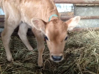 Brown Swiss Calf