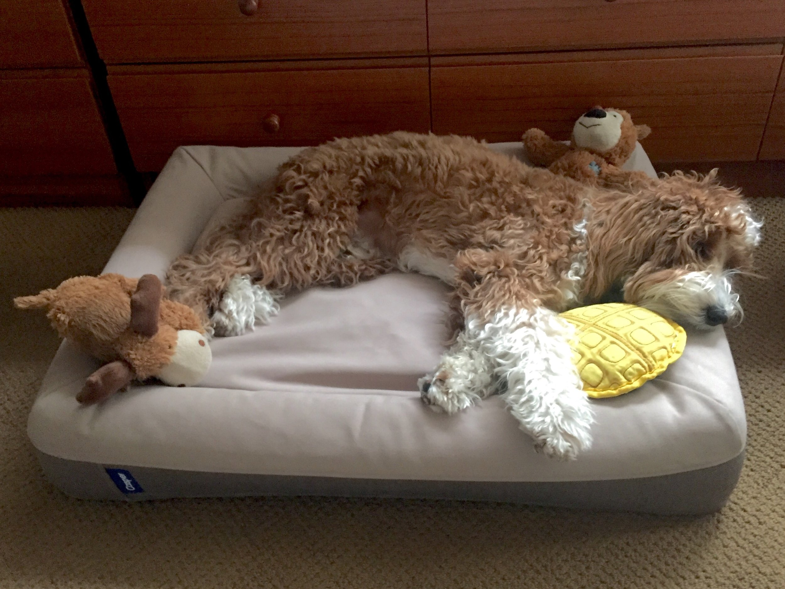 casper dog bed dimensions