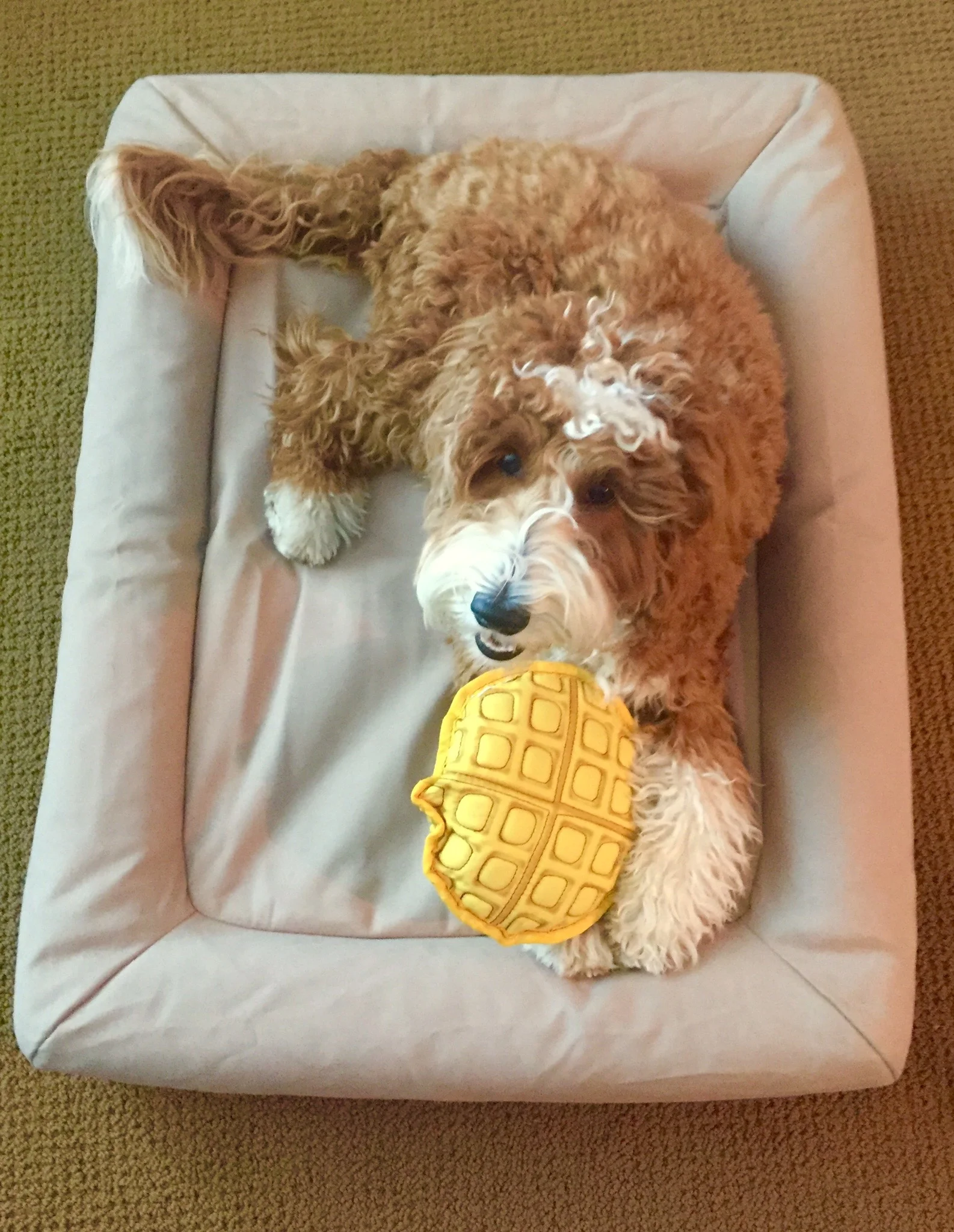 casper pet bed