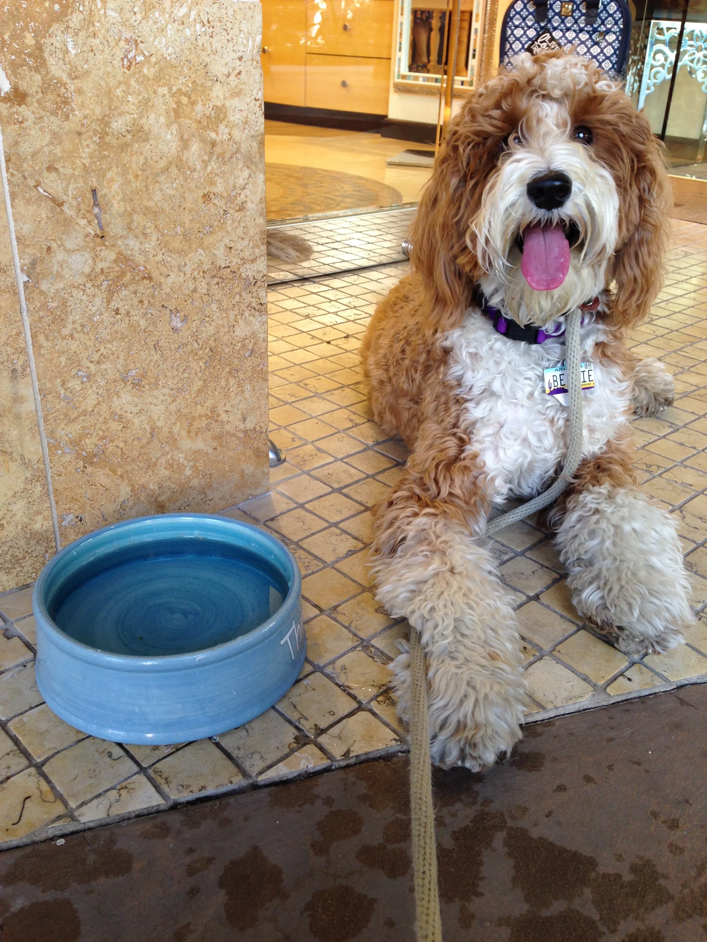 The Brighton Collectibles' water dish is Bernie's preferred relaxation spot.