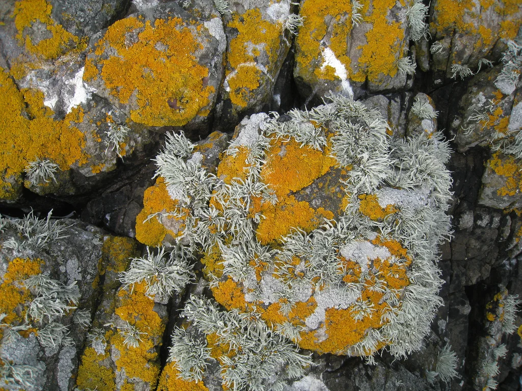 3688704114_7bf58265b6_b.jpg